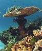 Great Barrier Reef Coral.jpg
