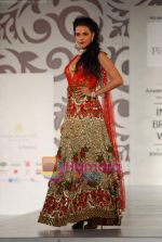 Neha Dhupia walks the ramp for Shane and Falguni Peacock at Aamby Valley India Bridal week DAY 3 on 31st Oct 2010 (4).JPG