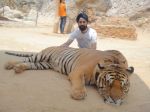 AD Singh tames full grown Tigers in tiger temple, a place on the remote outskirts of bangkok is situated in kanchanaburi on 13th May 2012 (16).jpeg