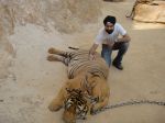 AD Singh tames full grown Tigers in tiger temple, a place on the remote outskirts of bangkok is situated in kanchanaburi on 13th May 2012 (19).jpeg