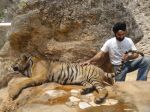 AD Singh tames full grown Tigers in tiger temple, a place on the remote outskirts of bangkok is situated in kanchanaburi on 13th May 2012 (25).jpeg