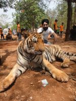 AD Singh tames full grown Tigers in tiger temple, a place on the remote outskirts of bangkok is situated in kanchanaburi on 13th May 2012 (3).jpeg