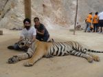 AD Singh tames full grown Tigers in tiger temple, a place on the remote outskirts of bangkok is situated in kanchanaburi on 13th May 2012 (8).jpeg
