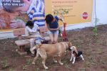 Gul panag at pet park launch in Yari Road, Mumbai on 2nd July 2012 (129).JPG