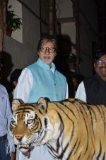 Amitabh bachchan at save the Tiger campaign in Juhu on 11th Aug 2015 (13)_55caf780196d3.JPG