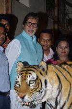 Amitabh bachchan at save the Tiger campaign in Juhu on 11th Aug 2015 (21)_55caf7851c16e.JPG