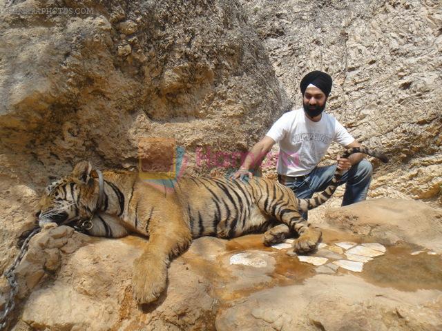 AD Singh tames full grown Tigers in tiger temple, a place on the remote outskirts of bangkok is situated in kanchanaburi on 13th May 2012