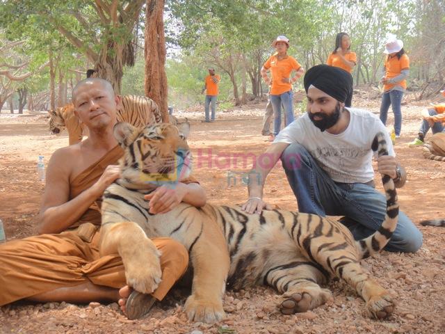 AD Singh tames full grown Tigers in tiger temple, a place on the remote outskirts of bangkok is situated in kanchanaburi on 13th May 2012