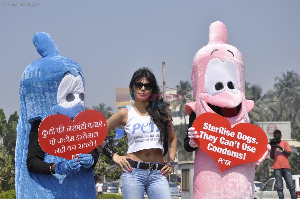 Sherlyn Chopra at PETA's safe sex for animals campaign in Mumbai on 19th Feb 2013