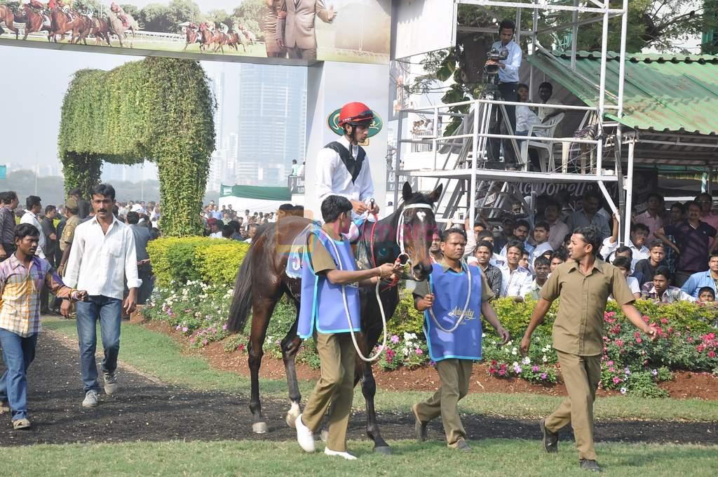at McDowell's Signature Derby in Mahalaxmi Race Course, Mumbai on 2nd Feb 2014