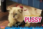 Cat as Pussy in Grand Masti.jpg