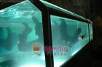 Ranbir Kapoor_s water phobia and underwater adventure on 31st March 2010 (4).jpg