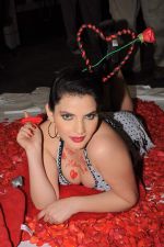 Madhavi Sharma valentine photo shoot in Shivas Studio on 7th Feb 2012 (52).JPG