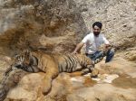 AD Singh tames full grown Tigers in tiger temple, a place on the remote outskirts of bangkok is situated in kanchanaburi on 13th May 2012 (1).jpeg