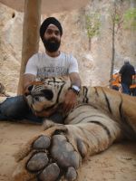 AD Singh tames full grown Tigers in tiger temple, a place on the remote outskirts of bangkok is situated in kanchanaburi on 13th May 2012 (12).jpeg