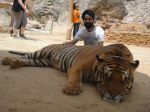 AD Singh tames full grown Tigers in tiger temple, a place on the remote outskirts of bangkok is situated in kanchanaburi on 13th May 2012 (17).jpeg