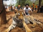 AD Singh tames full grown Tigers in tiger temple, a place on the remote outskirts of bangkok is situated in kanchanaburi on 13th May 2012 (2).jpeg