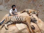 AD Singh tames full grown Tigers in tiger temple, a place on the remote outskirts of bangkok is situated in kanchanaburi on 13th May 2012 (23).jpeg