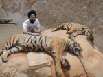 AD Singh tames full grown Tigers in tiger temple, a place on the remote outskirts of bangkok is situated in kanchanaburi on 13th May 2012 (24).jpeg