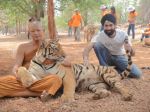 AD Singh tames full grown Tigers in tiger temple, a place on the remote outskirts of bangkok is situated in kanchanaburi on 13th May 2012 (4).jpeg