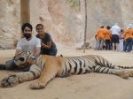 AD Singh tames full grown Tigers in tiger temple, a place on the remote outskirts of bangkok is situated in kanchanaburi on 13th May 2012 (9).jpeg