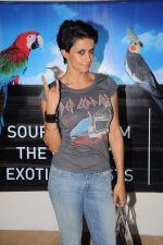 Gul panag at the Premiere of Rock of Ages in pvr, Juhu on 13th June 2012 (27).JPG