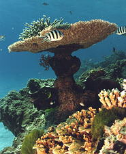 The Great Barrier Reef Coral