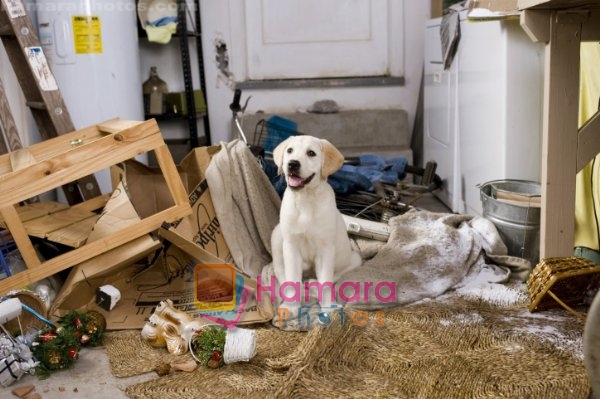 Still from the movie Marley and Me 
