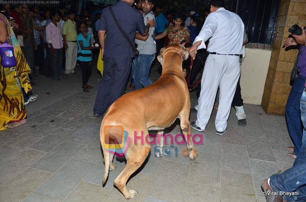 Dog Shanouk snapped on 4th April 2011 