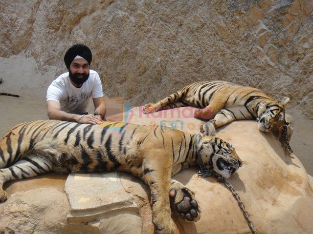 AD Singh tames full grown Tigers in tiger temple, a place on the remote outskirts of bangkok is situated in kanchanaburi on 13th May 2012