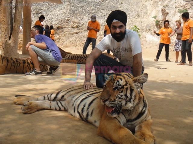 AD Singh tames full grown Tigers in tiger temple, a place on the remote outskirts of bangkok is situated in kanchanaburi on 13th May 2012