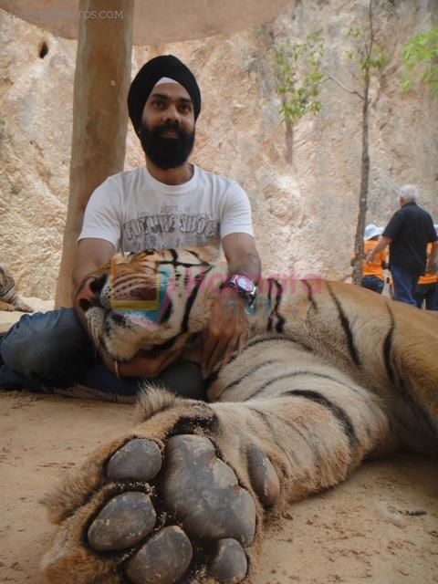 AD Singh tames full grown Tigers in tiger temple, a place on the remote outskirts of bangkok is situated in kanchanaburi on 13th May 2012