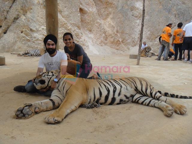 AD Singh tames full grown Tigers in tiger temple, a place on the remote outskirts of bangkok is situated in kanchanaburi on 13th May 2012