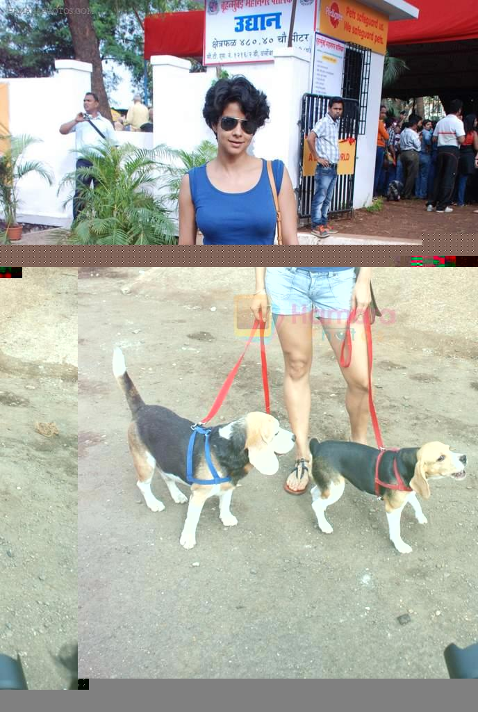 Gul panag at pet park launch in Yari Road, Mumbai on 2nd July 2012