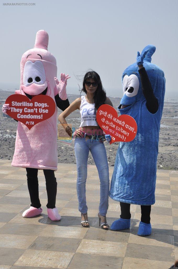 Sherlyn Chopra at PETA's safe sex for animals campaign in Mumbai on 19th Feb 2013