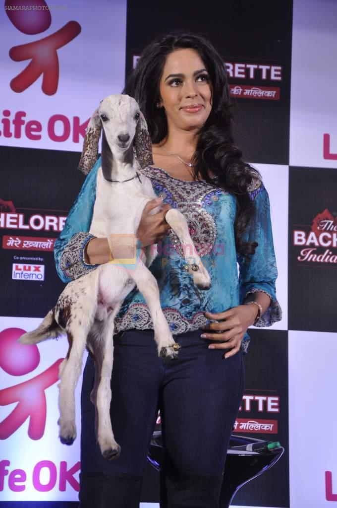 Mallika Sherawat at preview of Life Ok Bachelorette India launch in Trident, Mumbai on 3rd Oct 2013