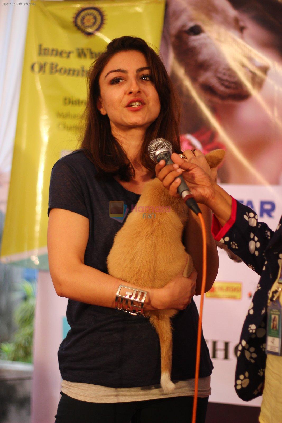 Soha ALi Khan at pet adoption in Juhu on 21st Nov 2015