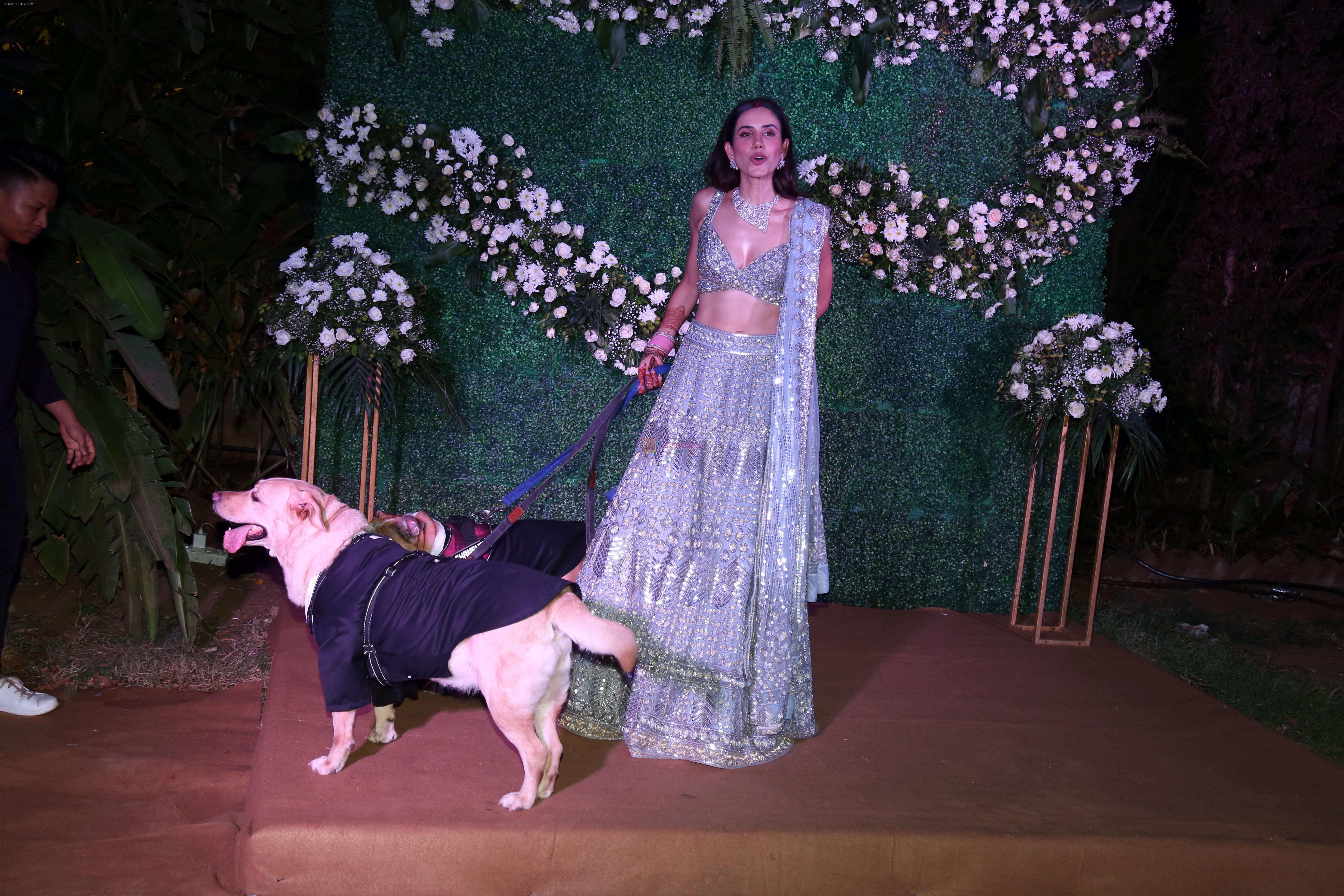 Sonnalli Seygall with her pets at Sonnalli Seygall and Ashesh L Sajnani Wedding Reception