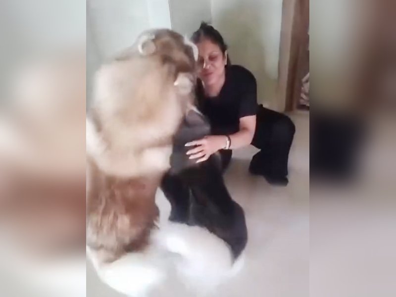 Shefali Shah hugged by her excited huskies at home after Norway trip